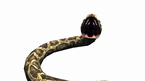 Snake &amp; jungle carpet python open mouth attack,sliding decorative non venomous. Stock Footage 37967553