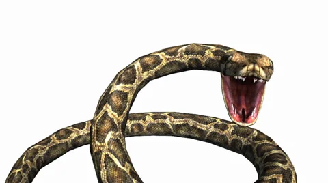 Snake &amp; jungle carpet python open mouth attack,sliding decorative non venomous. Stock Footage 37968707