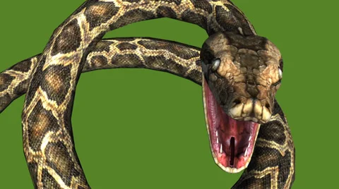 Snake &amp; jungle carpet python open mouth attack,sliding decorative non venomous. Stock Footage 37969087