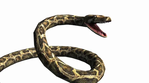 Snake &amp; jungle carpet python open mouth attack,sliding decorative non venomous. Stock Footage 37991807