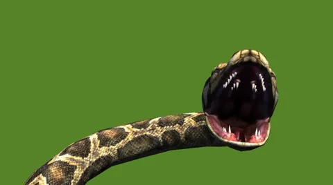 Snake &amp; jungle carpet python open mouth attack,sliding decorative non venomous. Stock Footage 37994049