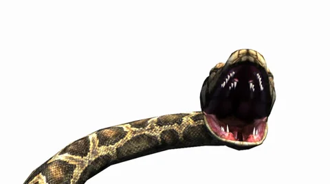 Snake & jungle carpet python open mouth ... | Stock Video | Pond5