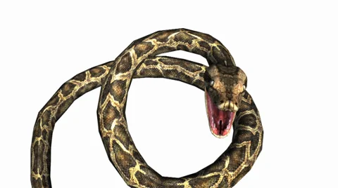Snake &amp; jungle carpet python open mouth attack,sliding decorative non venomous. Stock Footage 37995025