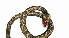 https://images.pond5.com/snake-jungle-carpet-python-open-footage-037995025_iconm.jpeg