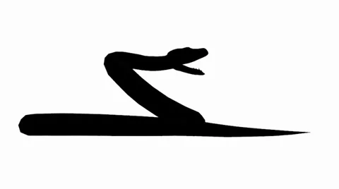 Snake &amp; jungle carpet python open mouth attack,sliding sketch silhouette. Vidéo 38285768