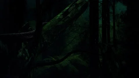 Snake in jungle. Stock Footage 151651342