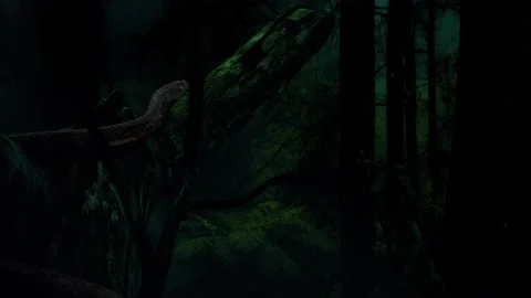 Snake in jungle. Vidéo 151806221