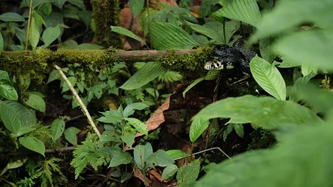 Snake in the jungle HD 16 Stock Footage 150516409
