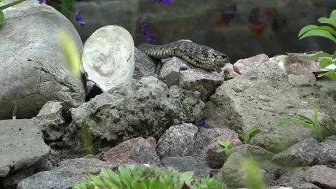 The snake kills prey. Stock Footage 81355785