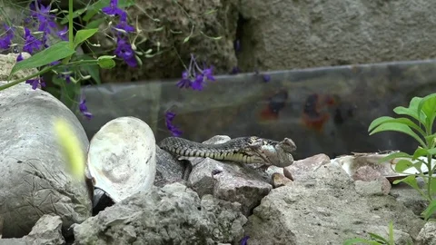 The snake kills prey. Video stock 81355799