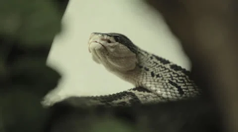 Snake Knows You're Spying -CC Stock Footage 24631228