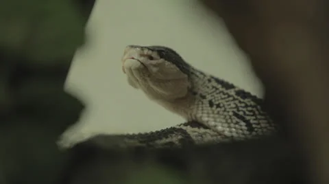 Snake Knows You're Spying Stock Footage 24631251