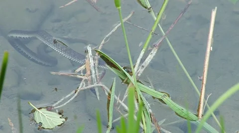Snake in the lake frightened Stock Footage 68767971