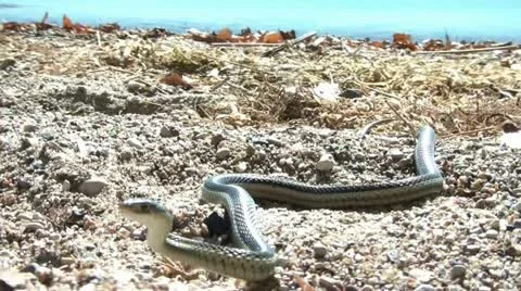 Snake at Lake in Sunlight Stock Footage 12614050