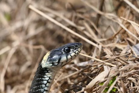 A snake, a large snake in the spring forest, in dry grass in its natural habitat Stock Photos