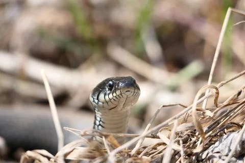 A snake, a large snake in the spring forest, in dry grass in its natural habitat Stock Photos