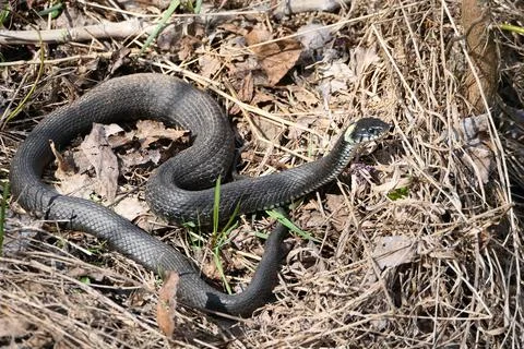 A snake, a large snake in the spring forest, in dry grass in its natural habitat Stock Photos