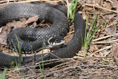 A snake, large snake in the spring forest, in dry grass in its natural habitat Stock Photos