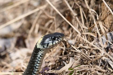 A snake, a large snake in the spring forest, in dry grass in its natural habitat Stock Photos