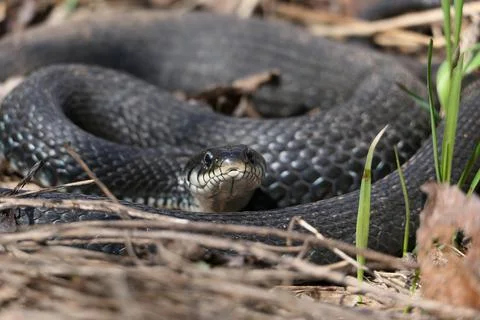 A snake, a large snake in the spring forest, in dry grass in its natural habi Stock Photos