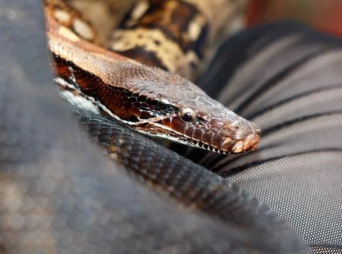 A snake is laying on a black surface Photos
