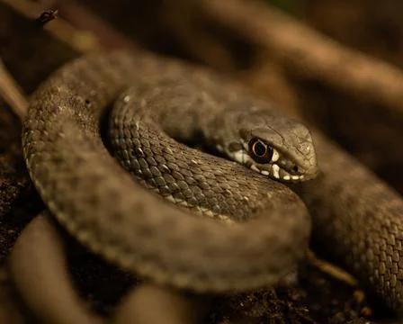 Snake laying in the branches with the blurred background Stockfoto's