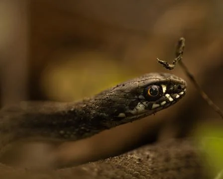Snake laying in the branches with the blurred background Stock Photos
