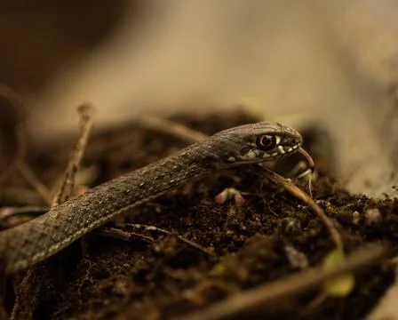 Snake laying in the branches with the blurred background Stockfoto's