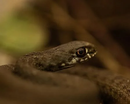 Snake laying in the branches with the blurred background Stock Photos