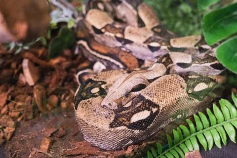A snake is laying on the ground with its head down Stock Photos