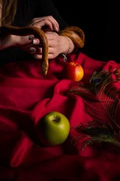 The snake leaned over the table with apples and stuck out her tongue Stock Photos