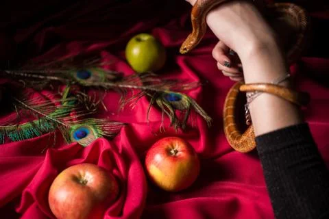 The snake leaned over the table to poison the apple Stock Photos