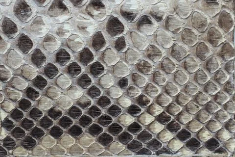 Snake leather as a background or texture. 스톡 사진