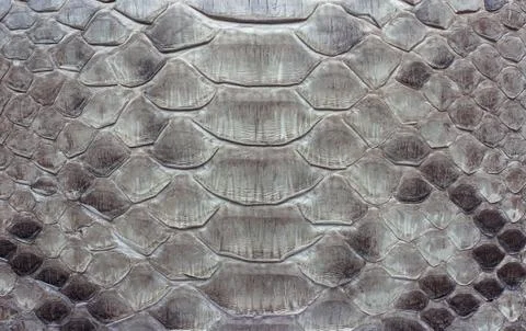 Snake leather as a background or texture. 写真素材