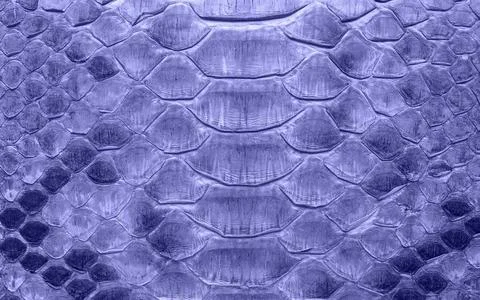 Snake leather as a background or texture. Scaly python skin closeup. Violet t 스톡 사진