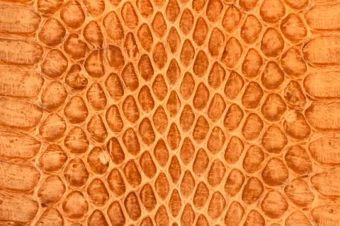 Snake leather Фото