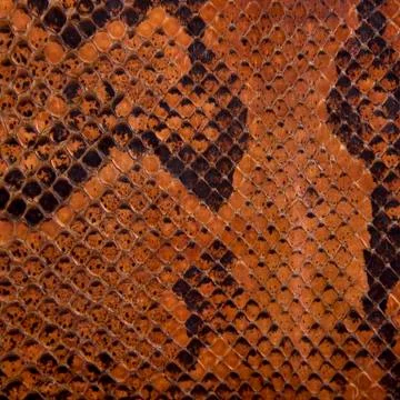 Snake leather Stock Photos