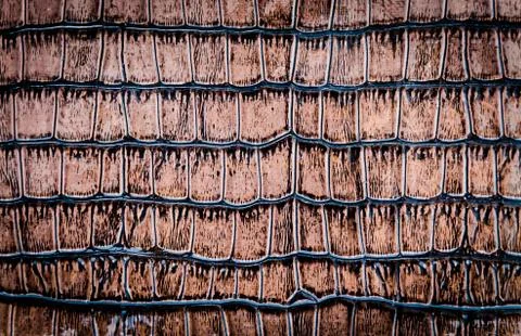 Snake leather 写真素材