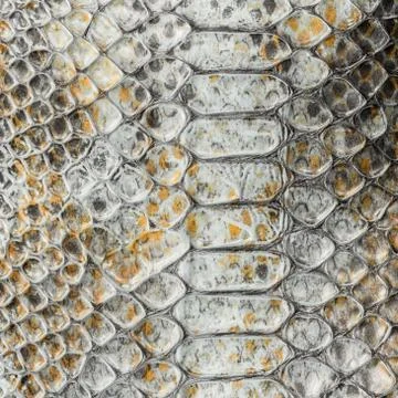 Snake leather Stock Photos