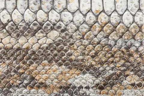 Snake leather 스톡 사진