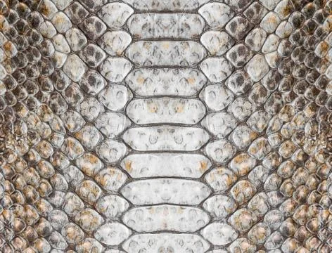 Snake leather 스톡 사진