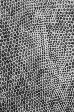 Snake leather skin imitation (python, boa) Photos