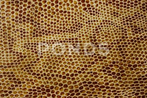 Snake leather skin imitation (python, boa) Stock Photos