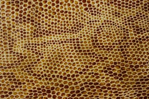 Snake leather skin imitation (python, boa) Photos