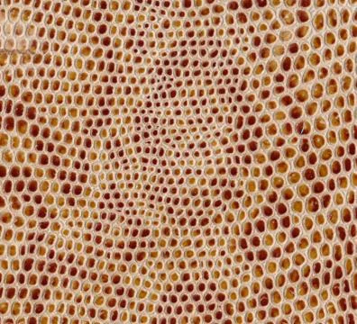 Snake leather skin imitation (python, boa) Photos