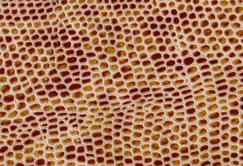 Snake leather skin imitation (python, boa) Stock Photos