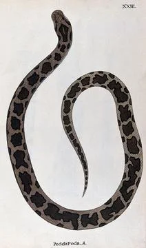 A snake, light brown in colour, with dark brown patches edged in black. Wat.. Illustrazione stock