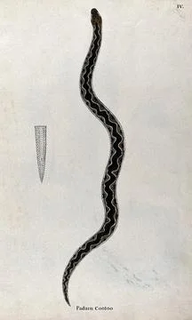 A snake, light brown in colour with dark brown patches and wavy line on its.. Illustrazione stock