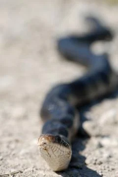 Snake Links Stock Photos