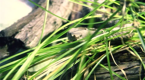 Snake looking camera Stock Footage 46471162
